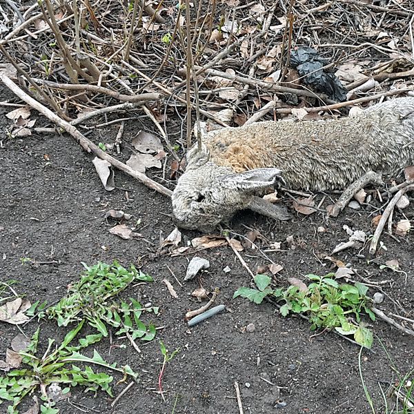 En kanin ligger död bland sly på marken.