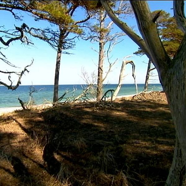 Strandskog på Gotska Sandön.