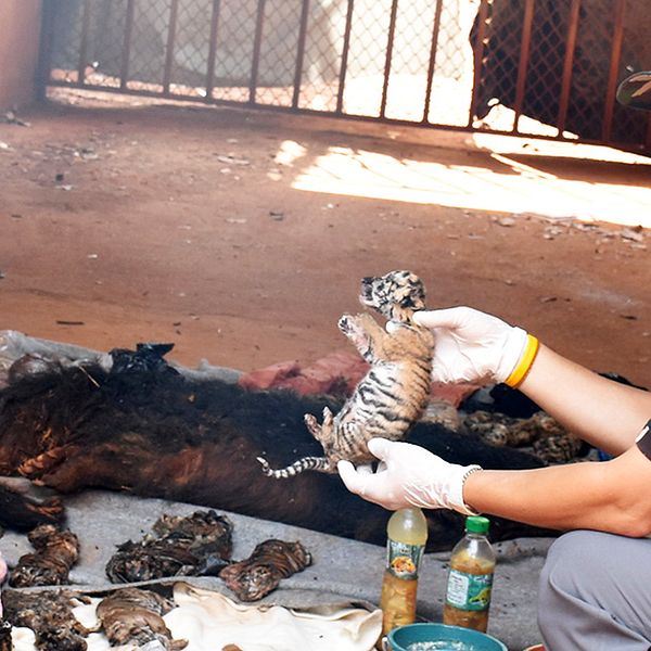 Munkarna anklagas för handel med vilda djur och för att olagligt ha fött upp tigrar i templet.