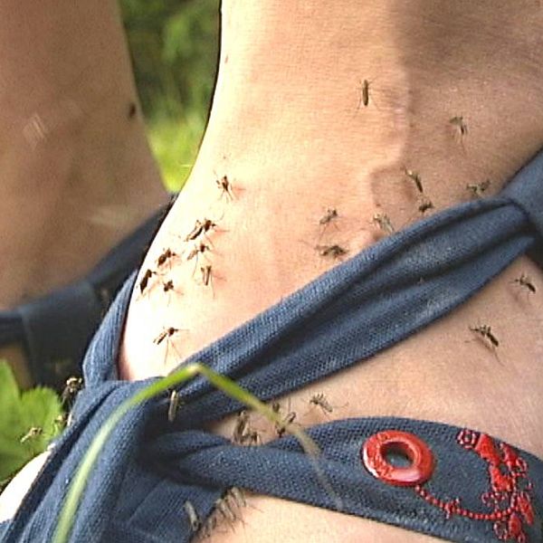 mygg och åter mygg