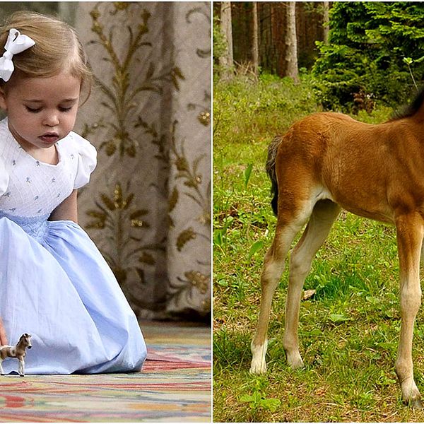 Prinsessan Leonore och hennes Gotlandsruss Haidi af Gotland.