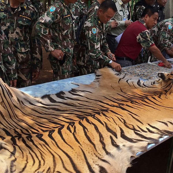 Beslagtaget tigerskinn undersöks av myndigheterna.