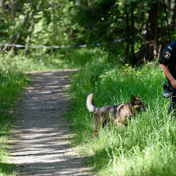 Poliser i ett skogsparti i Hökarängen.