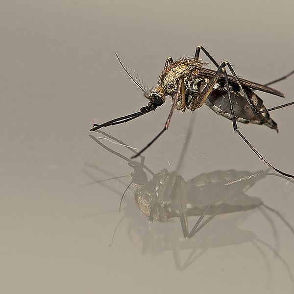 Vårsvämmygga - Aedes sticticus