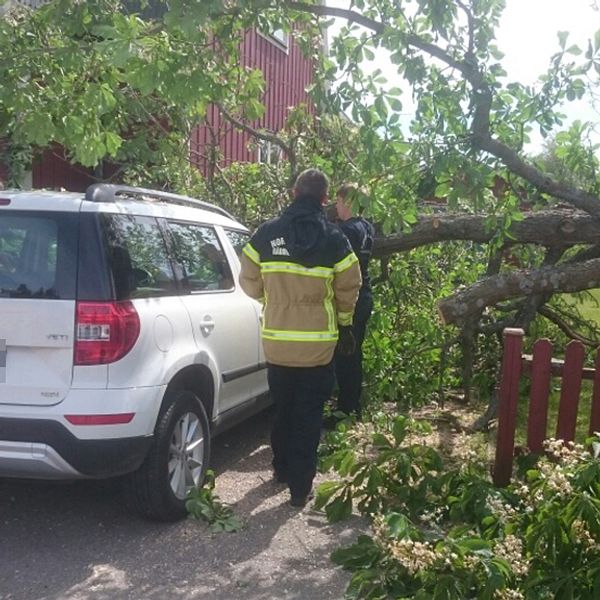 Trädet ligger rätt över bilen.