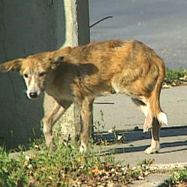 rabieshund