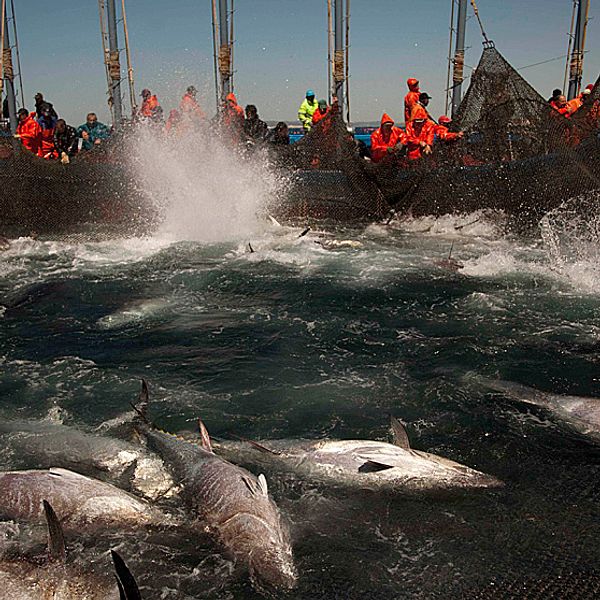 Fiske av blåfenad tonfisk utanför Barbate, Cadizprovinsen, Spanien.