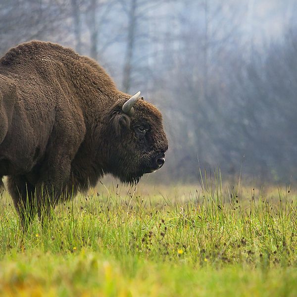 Bison.