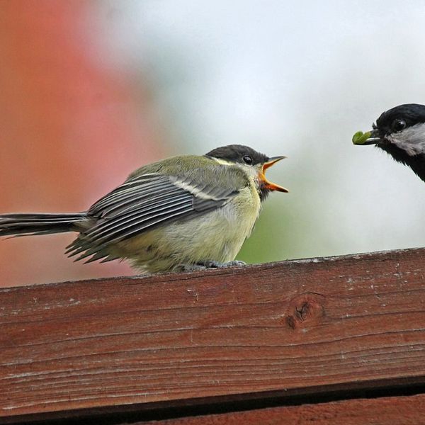 Hungriga fåglar.