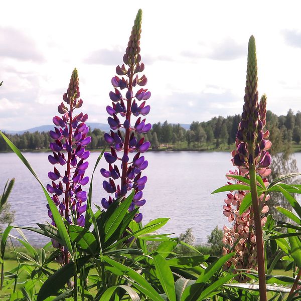 Lupiner framför en sjö.