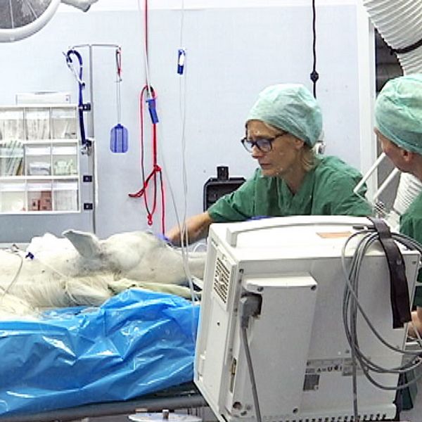 En sövd häst ligger på ett operationsbord på Strömsholms djursjukhus.