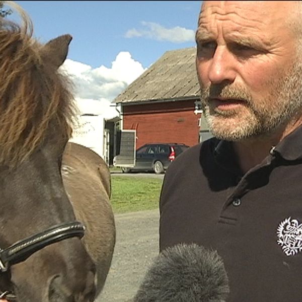 medelålders man med liten häst på lantgård