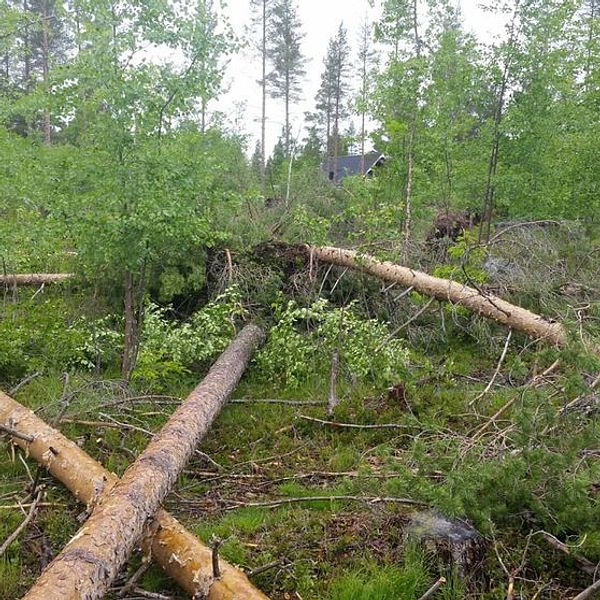 Flera nedfallna tallar på en tomt