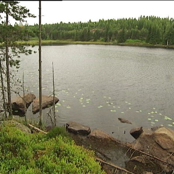 Dammstjärn