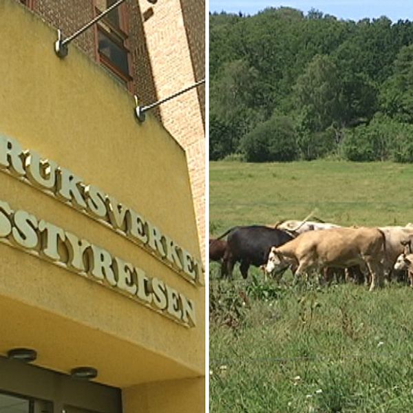 JOrdbruksverket, SKogsstyrelsen byggnad, och kossor i det gröna