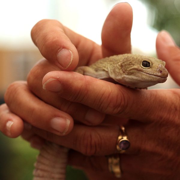 Händer som håller i en geckoödla