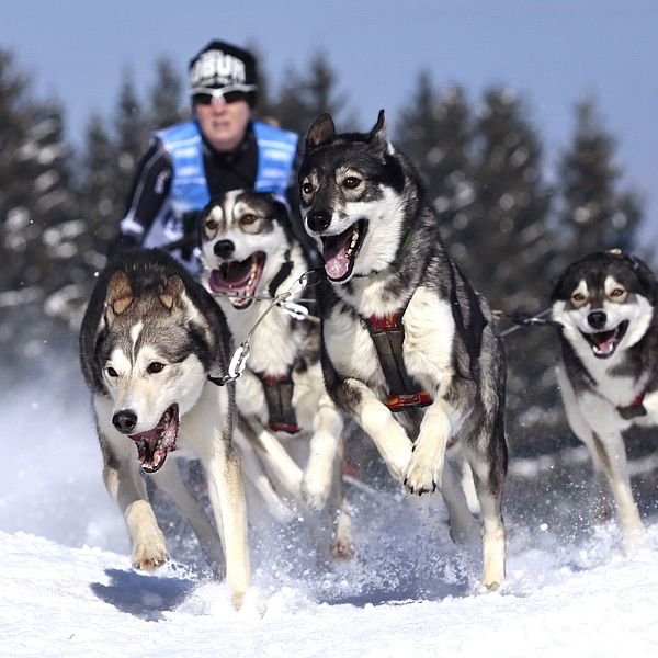 Draghundar med förare som springer i full fart