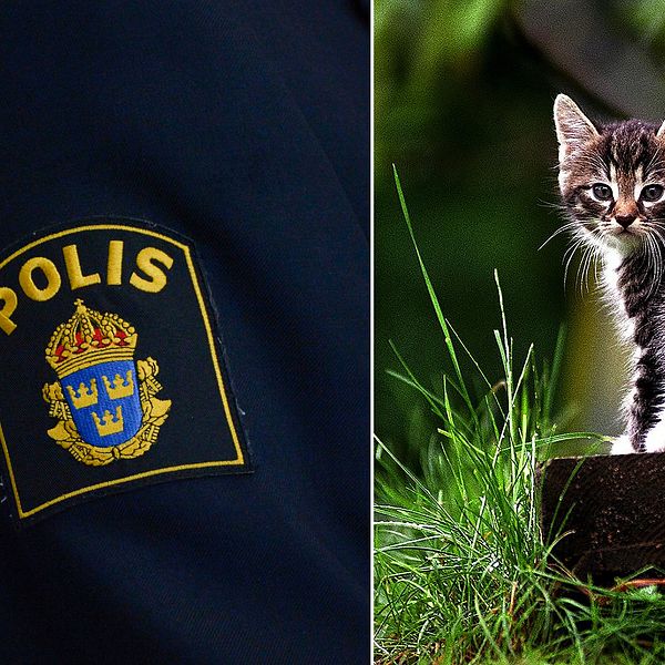 Till vänster en polisarm, till höger en sommarkatt.