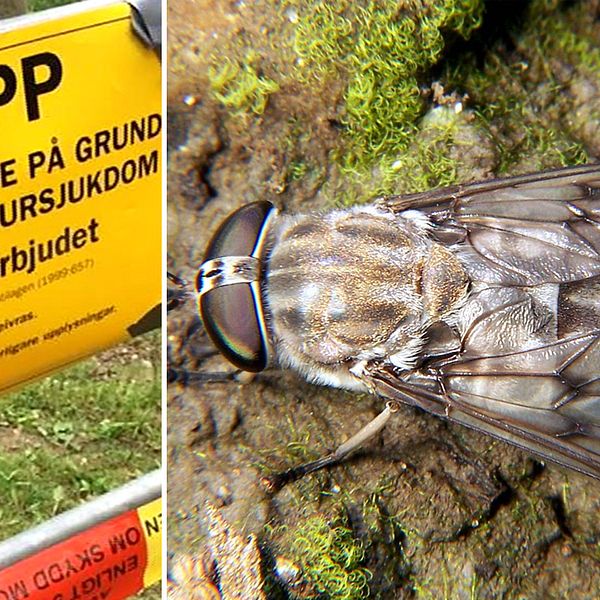 Smittbärande bromsar som i stora antal angriper kor och hästar skulle kunna vara en del av förklaringen till mjältbrandsutbrottet.