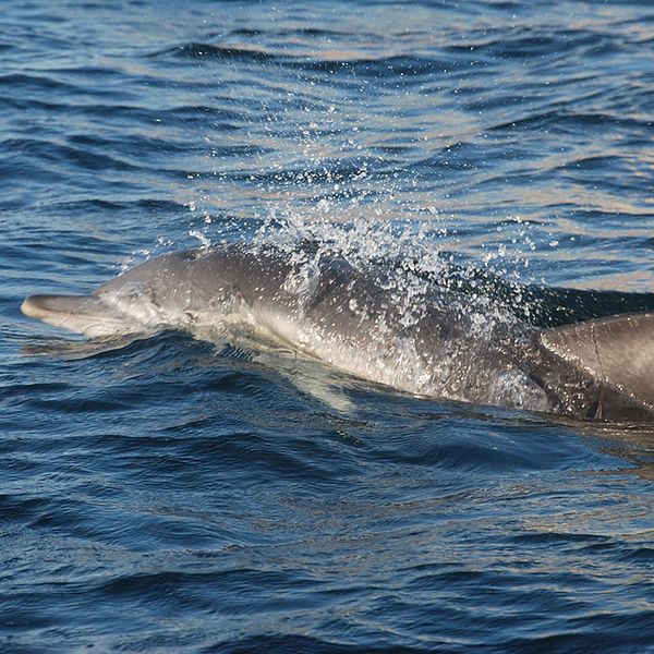 delfin i Öresund (får bara publiceras en gång)