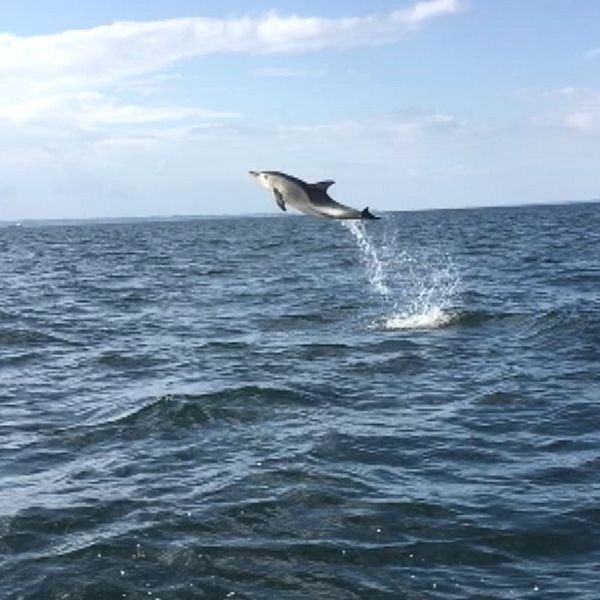 Delfin siktad i Öresund.