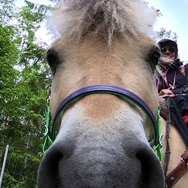 Hästen Krumelur och Suzanna Holmquist