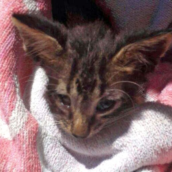 Mirakulöst nog kunde denna kattunge räddas av den italienska kustbevakningen, som gjorde hjärt-och-lungräddning på den lille krabaten. Han har nu adopterats av sina räddare och de döpte honom till Charlie.