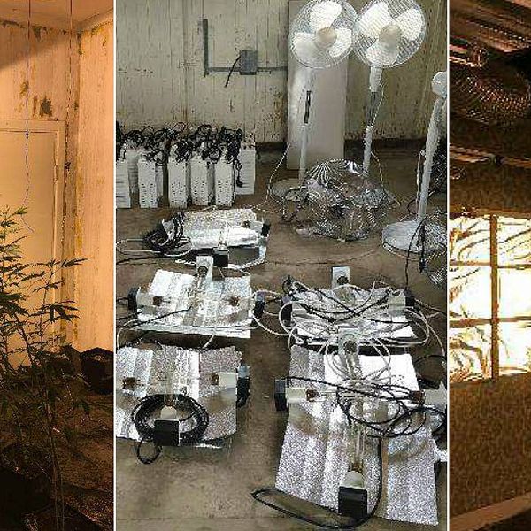 Bilder från platsen där kilovis med cannabis hittades.