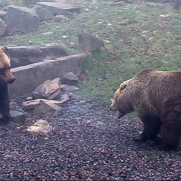 En närmare titt på björnars puls
