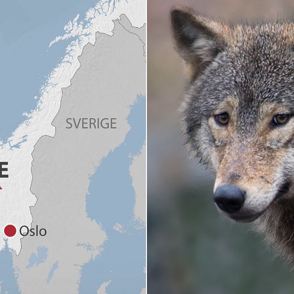 Till vänster en karta över Norge med Dombås markerat. Till höger en varg.
