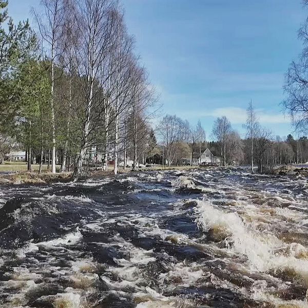 Det är höga flöden i flera vattendrag längs Västerbottenskusten.