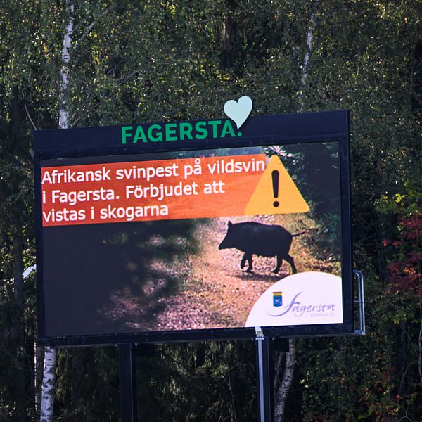 Skylt i Fagersta som förbjuder vistelse i skogen på grund av svinpest