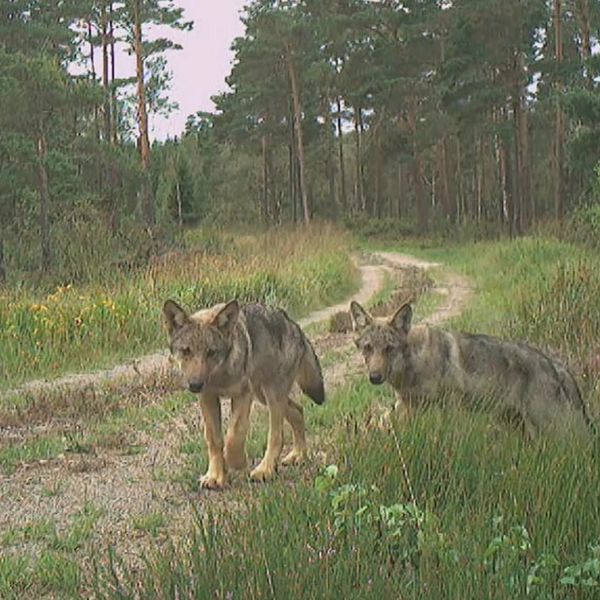 SVA konstaterar att det inte är valparna på bilden som hittats döda i Simlångsdalen utanför Halmstad.