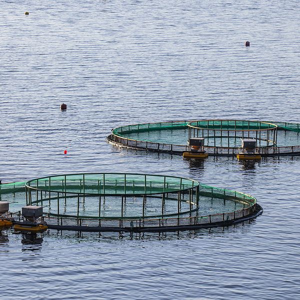 Fiskodlingskassar i vatten