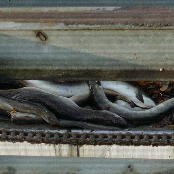 Ålar ligger döda bakom en metallram, med några löv och skräp synligt i bakgrunden.
