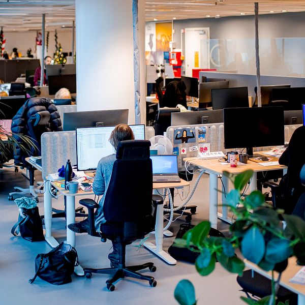 Öppen kontorsmiljö med anställda vid sina skrivbord. Växter delar upp arbetsstationerna.