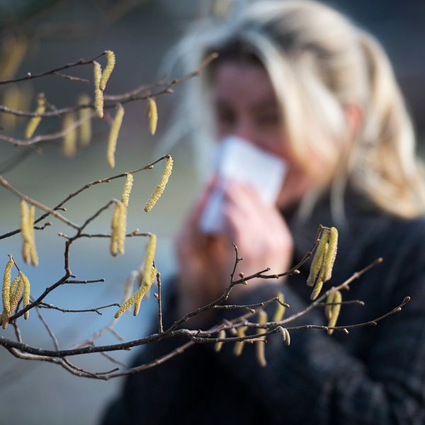 Kvinna står och torkar sin näsa bakom en gren med hängande björkpollen.