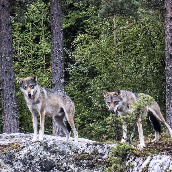 Ett nytt vargangrepp i Svalöv har fått länsstyrelsen att bevilja utökad skyddsjakt