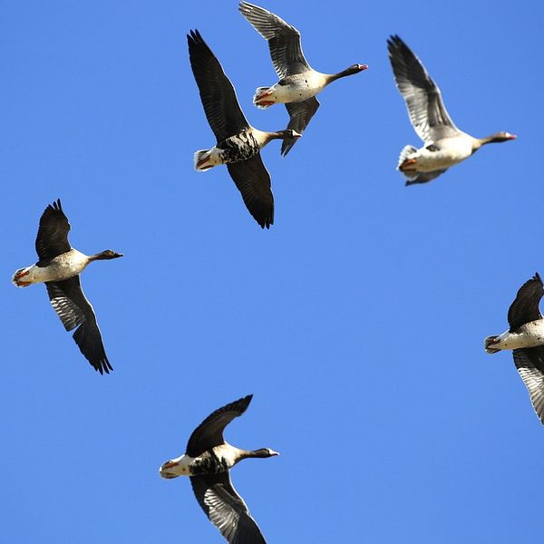 Gäss som flyger
