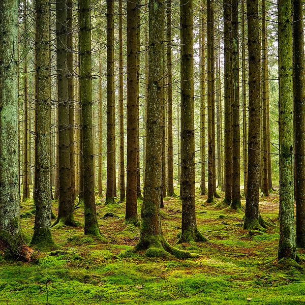Svensk skog