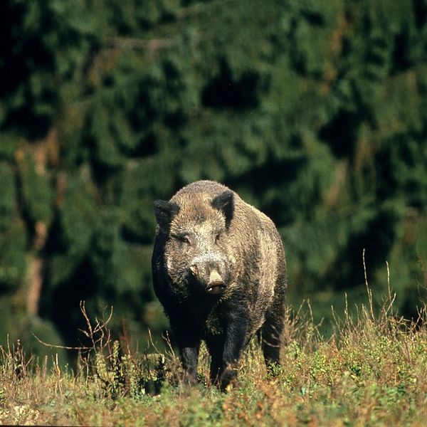 Ett vildsvin står på ett fält med skogen i bakgrunden.