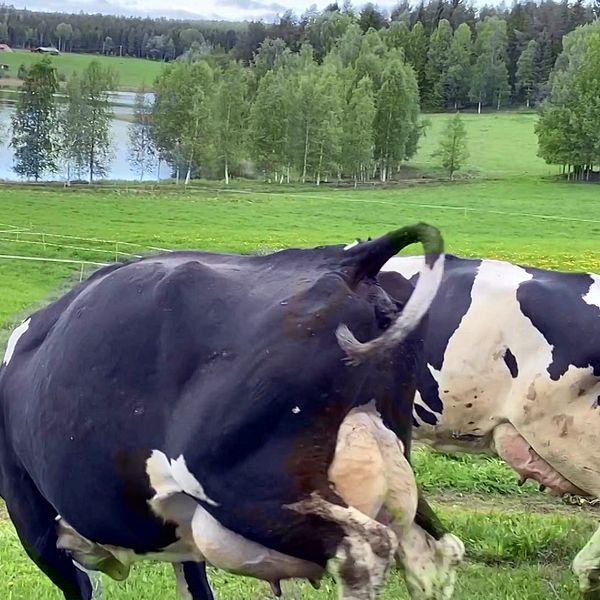 Kossor i Svensbyn som sparkar bakut när de släpps fria.
