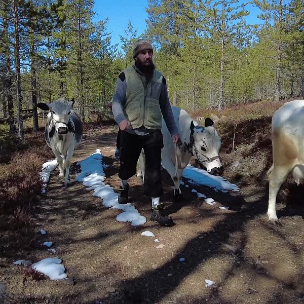 Täpp Lars Arnesson går i skogen med fjällkor