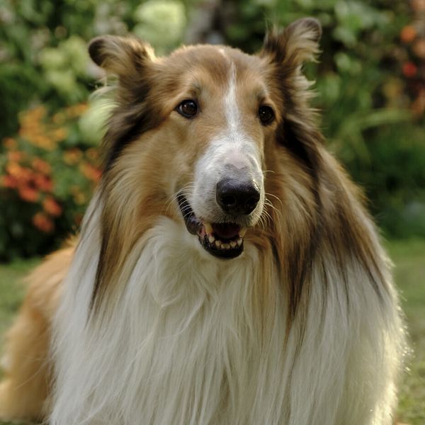 Lassie