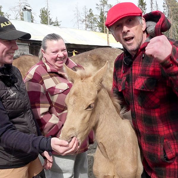 Tre personer matar och klappar ett föl utomhus vid en gård med uthus i bakgrunden. En man i röd keps gör en segergest med näven.
