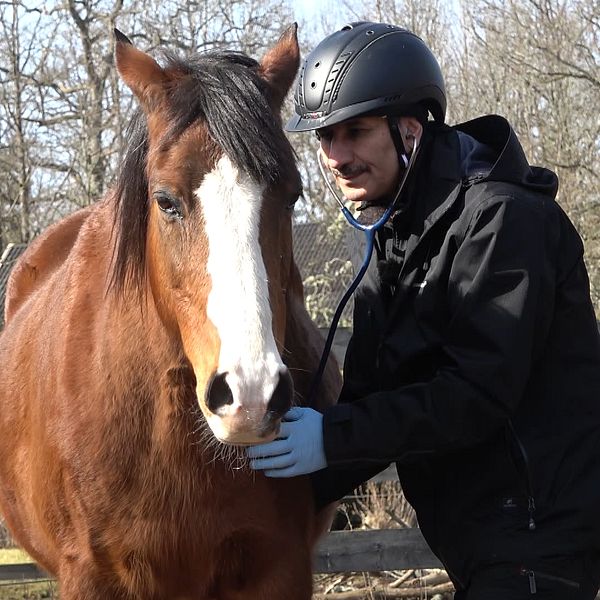 Veterinären Gassem lyssnar på en hästs lungor