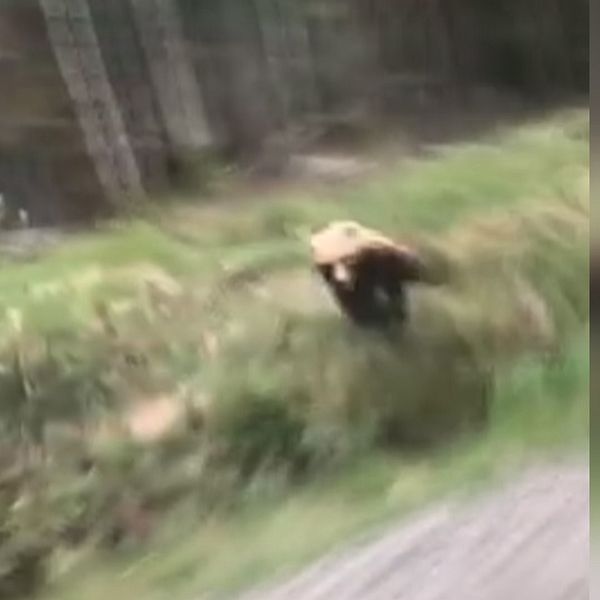 En björnhona gör ett utfall mot en passerande bil
