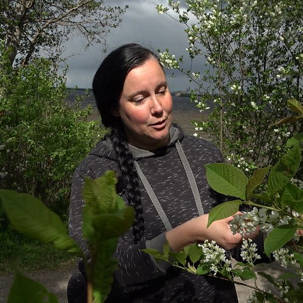 Elin Johansson, utbildare i vildplock, tar på blommor i en hägg.