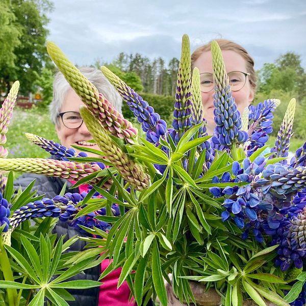 Dorrit Berlin och Kristin Sigvardsson håller i ett gäng lupiner