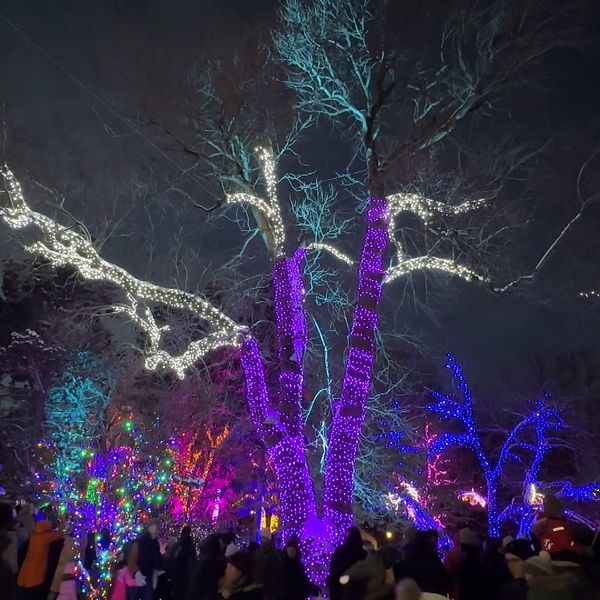 Träd med kulörta lampor i Stadsparken i Örebro.